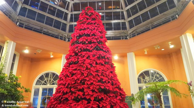 Poinsettia Tree